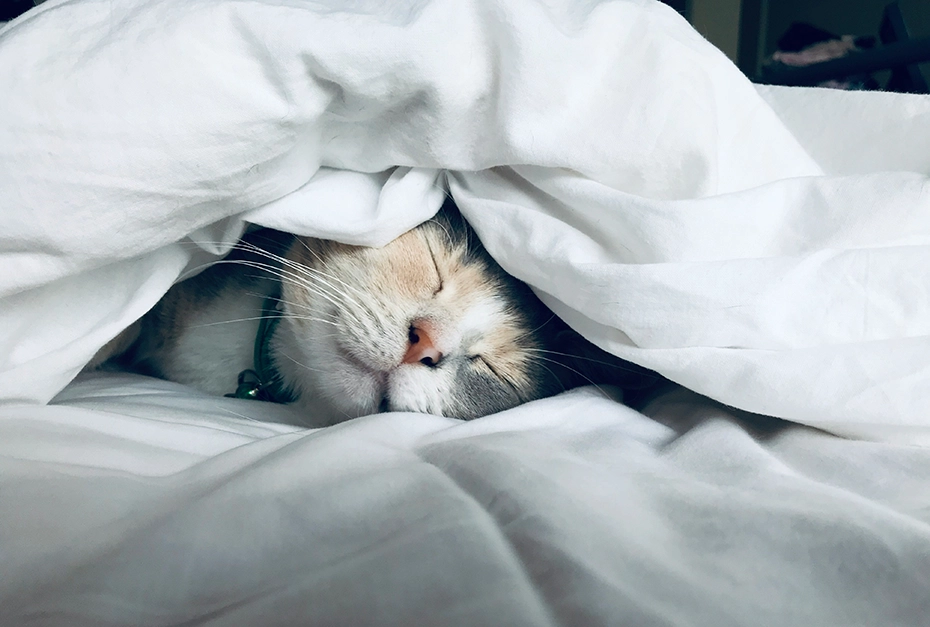 Sleep as a key mechanism for regeneration and longevity